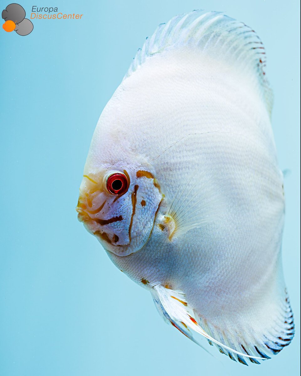 Белая бабочка