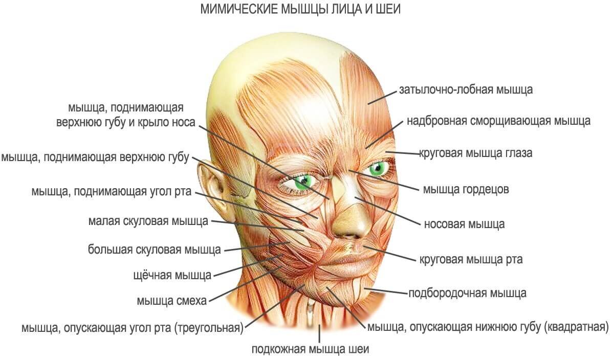 Шей - перевод с русского на английский