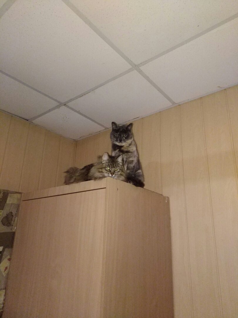 Оставшиеся кошечки