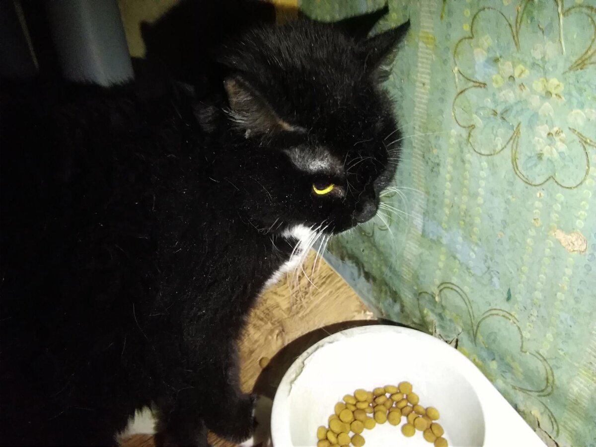 Вяфка очень любит кушать.