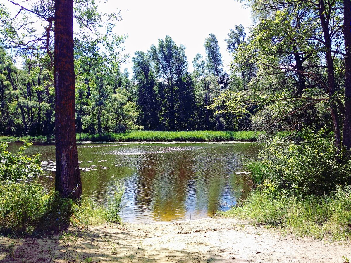 Небольшой рассказ с фотографиями о природе нашего края. | Заметки на полях  | Дзен