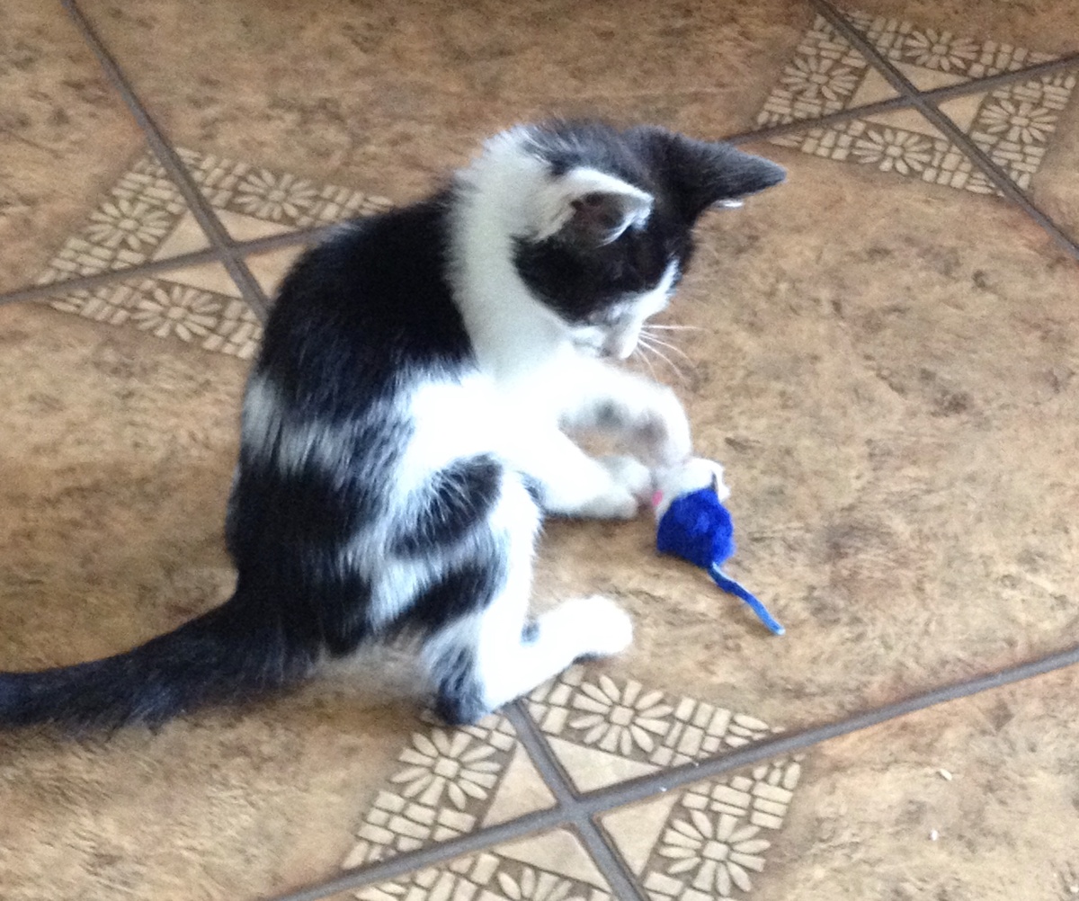 Маленькая мышка 