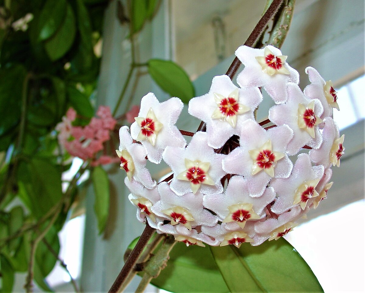 Hoya phuwuaensis SP Phu Wua