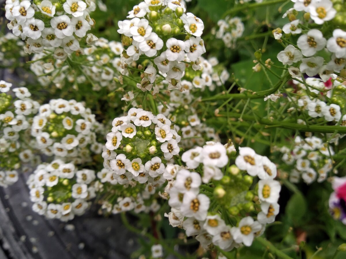 мокроцветочки. ну, или маакроцветочки.