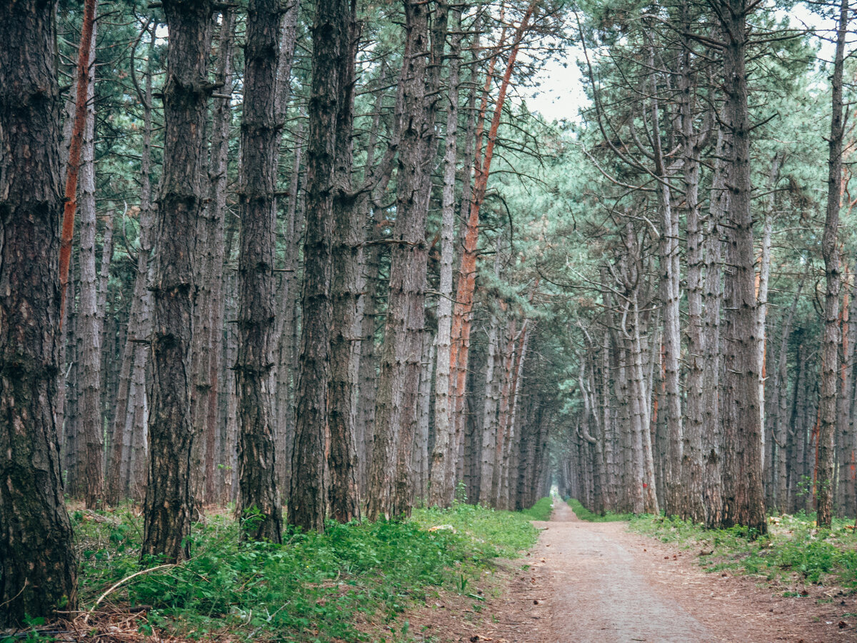 Сосновая аллея