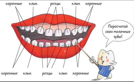 Проверим все ли зубки у Вашего малыша Стоматология "Жемчужина" Дзен