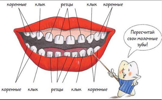 Презентация по биологии на тему "Пищеварение в ротовой полости"