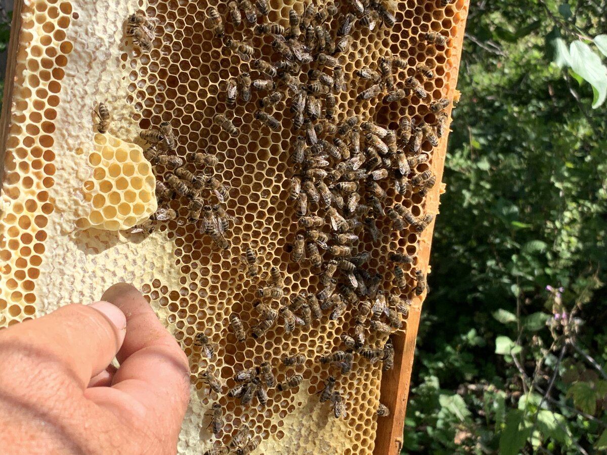 Когда собирают мед. Сбор меда. Пчеловод собирает мед. Сбор мёда из улья. Ротационное Пчеловодство.