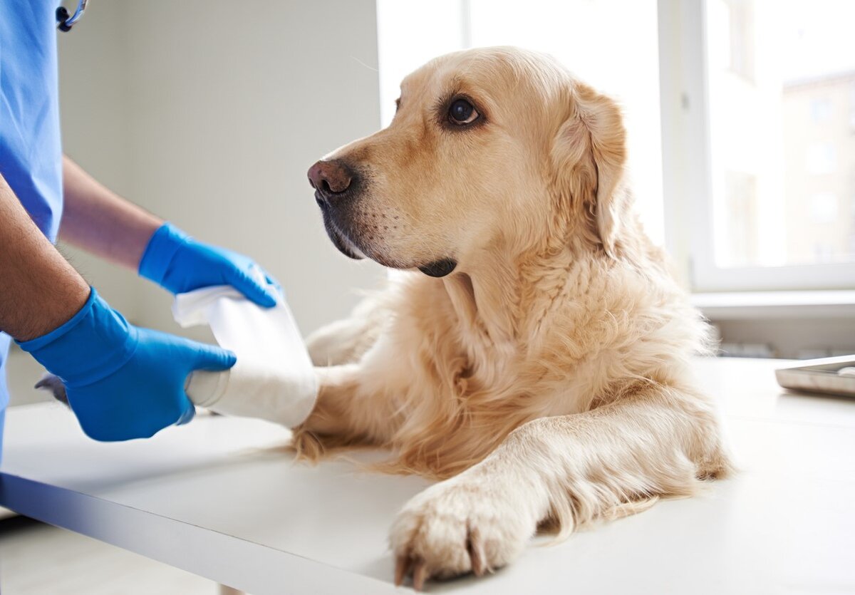 повреждения животными. растяжение сустава у животных. зоомедик ветеринарная клиника. собака с забинтованной лапой. оказание первой помощи собаке.