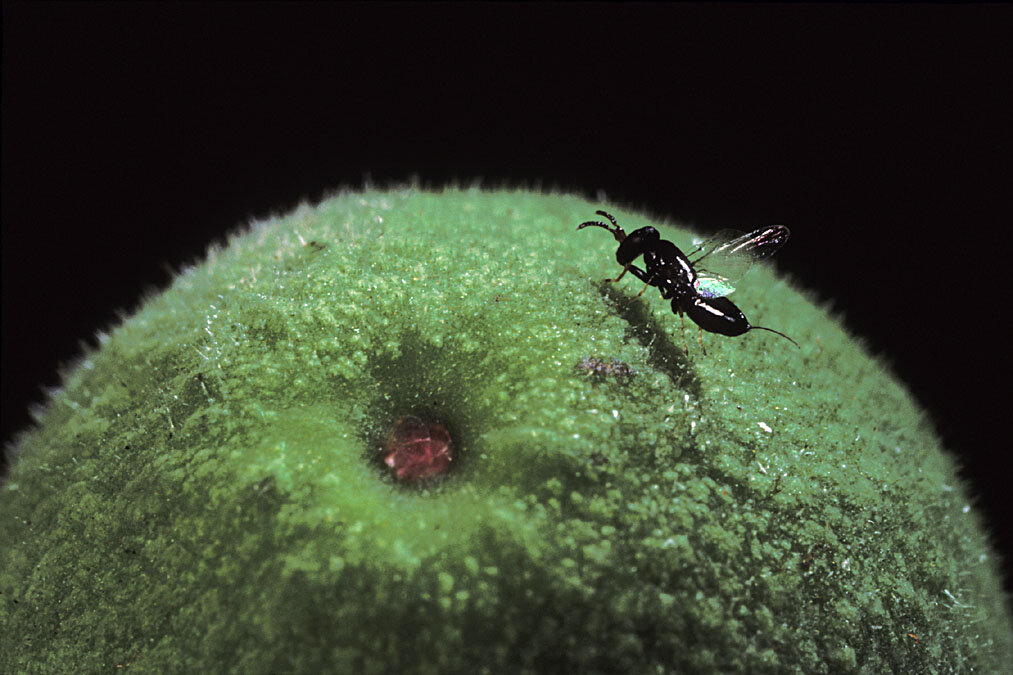 Только попробуй назвать меня фигОвой!