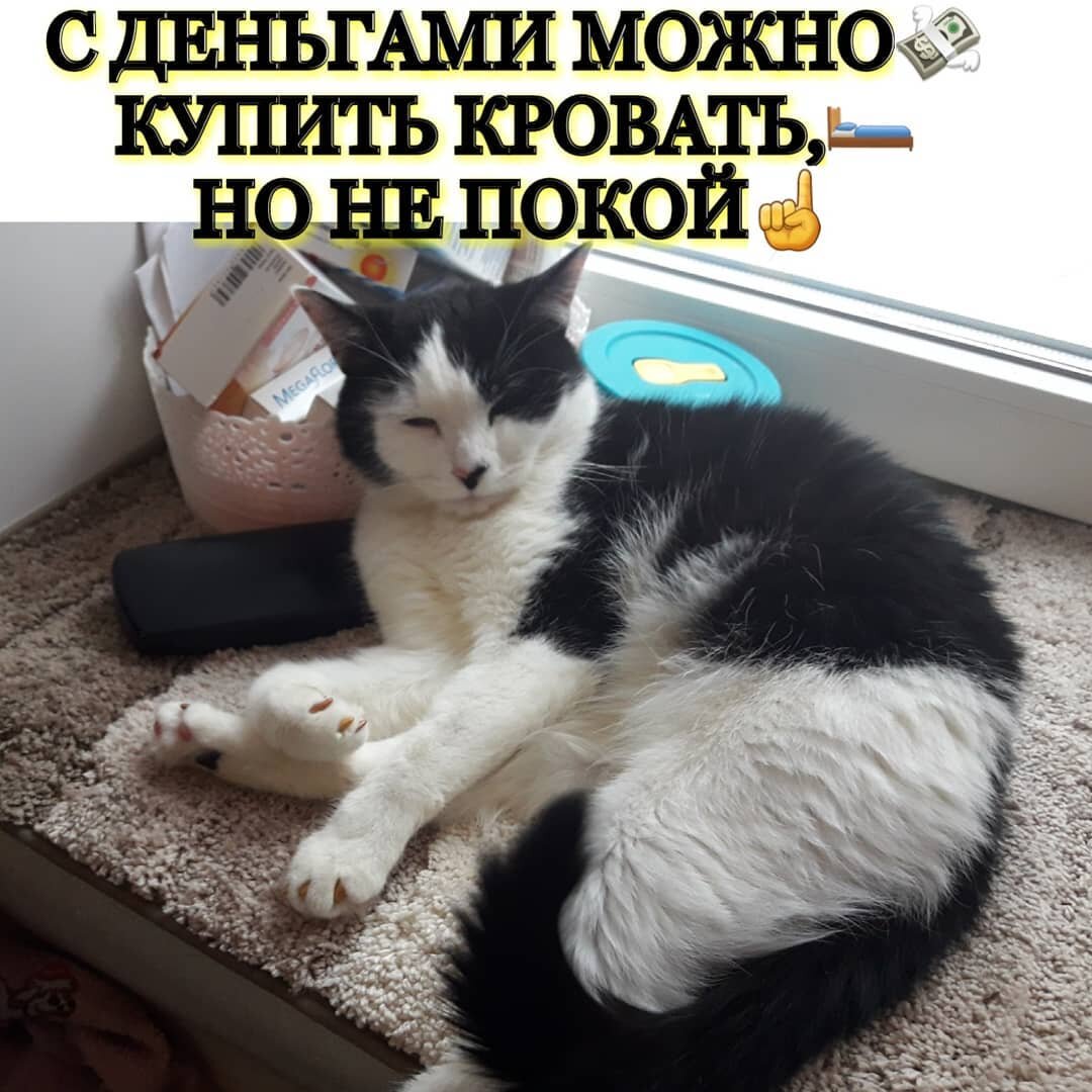 Мой кот Еврик с https://www.instagram.com/shushlekis/