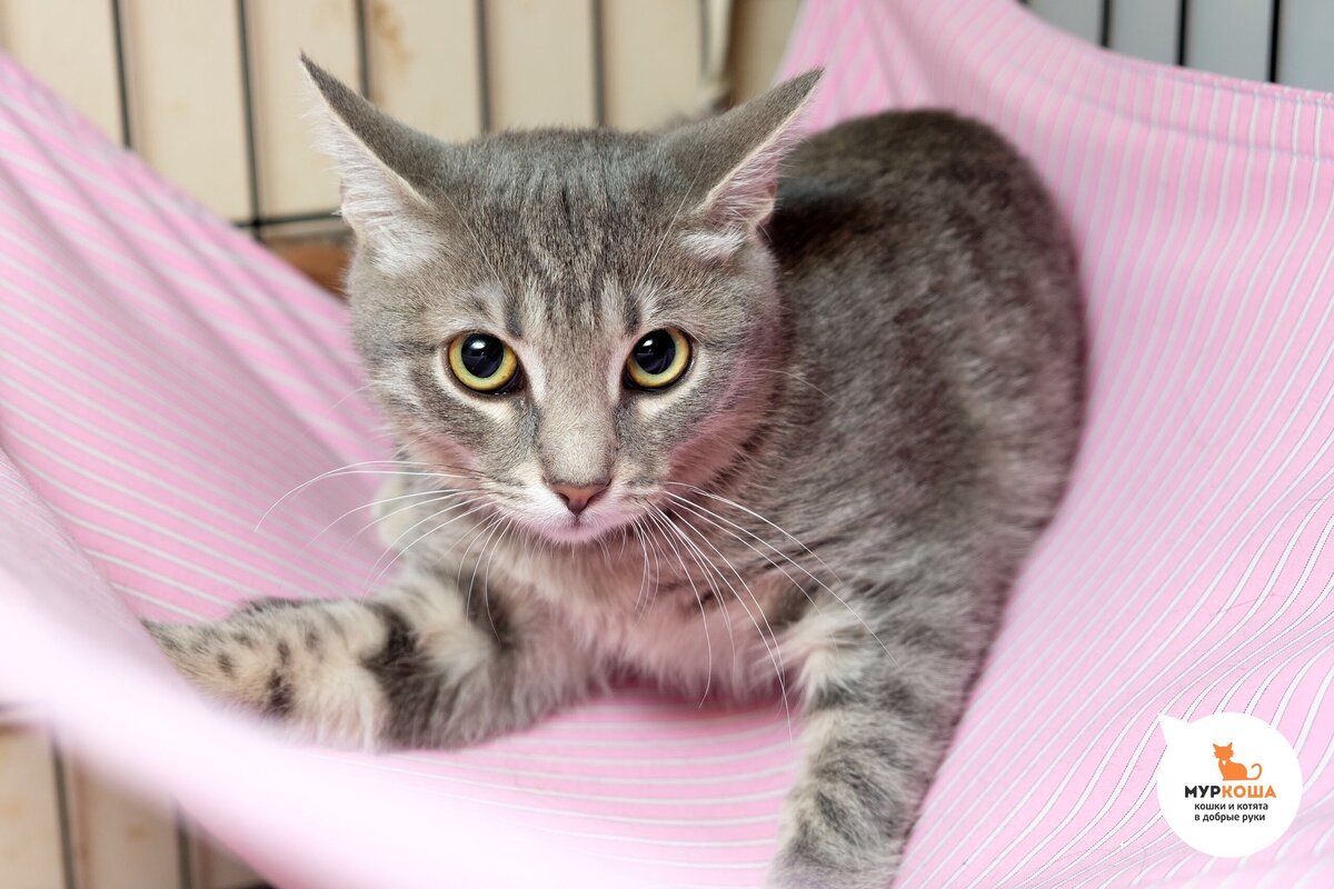 🏡🐈🐈🐈🐈Группа малышей «в полосатых купальниках» красиво плывёт в сторону  дома в прямом эфире! 😻 🎥 | Центр помощи кошкам «Муркоша» | Дзен