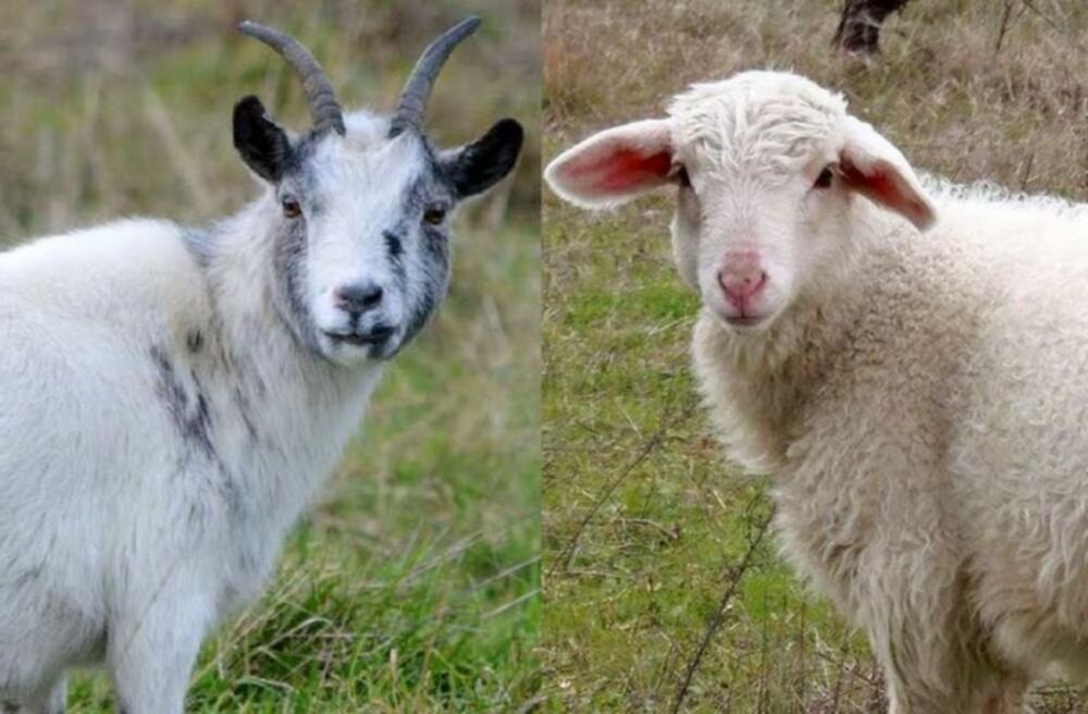 Как избавиться от блох, вшей и клещей у коз?