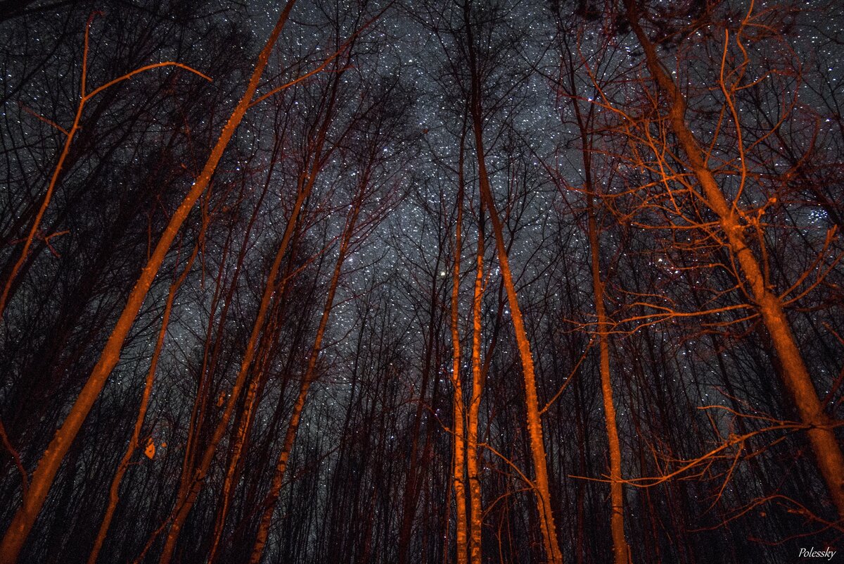 Фото чернобыль дерево