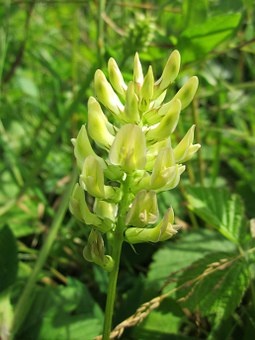 https://cdn.pixabay.com/photo/2015/07/15/16/38/astragalus-glycophyllos-846681__340.jpg