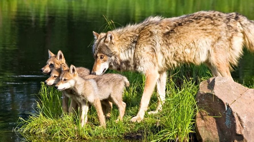 Фото из свободного доступа "яндекс-картинки"
