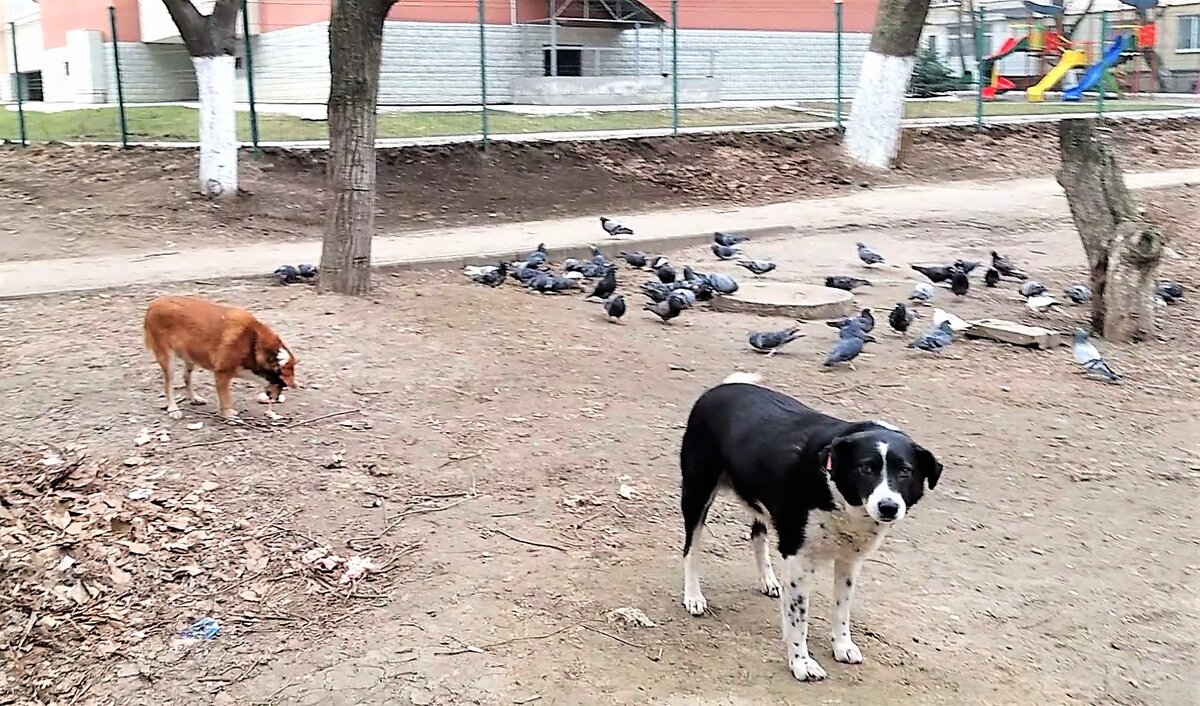 Джуля, Рыжий и голуби