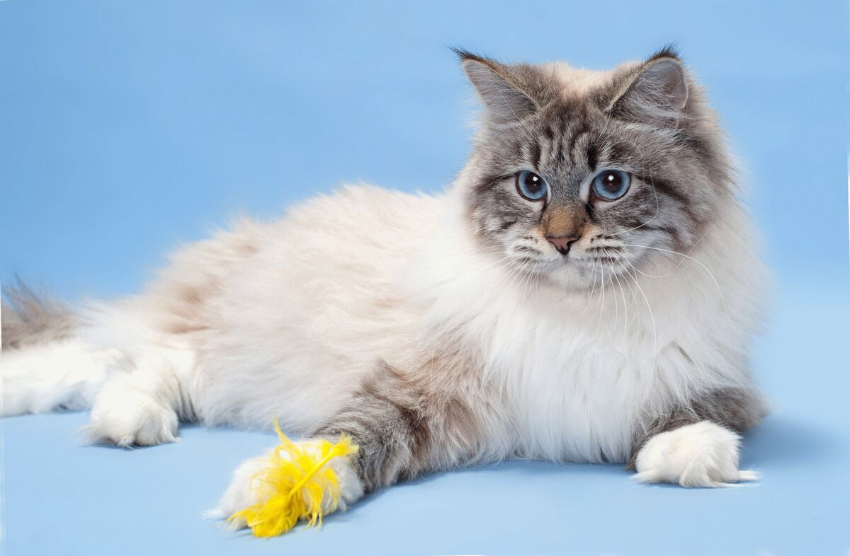 Кот породы Невская маскарадная. Источник Яндекс Картинки.