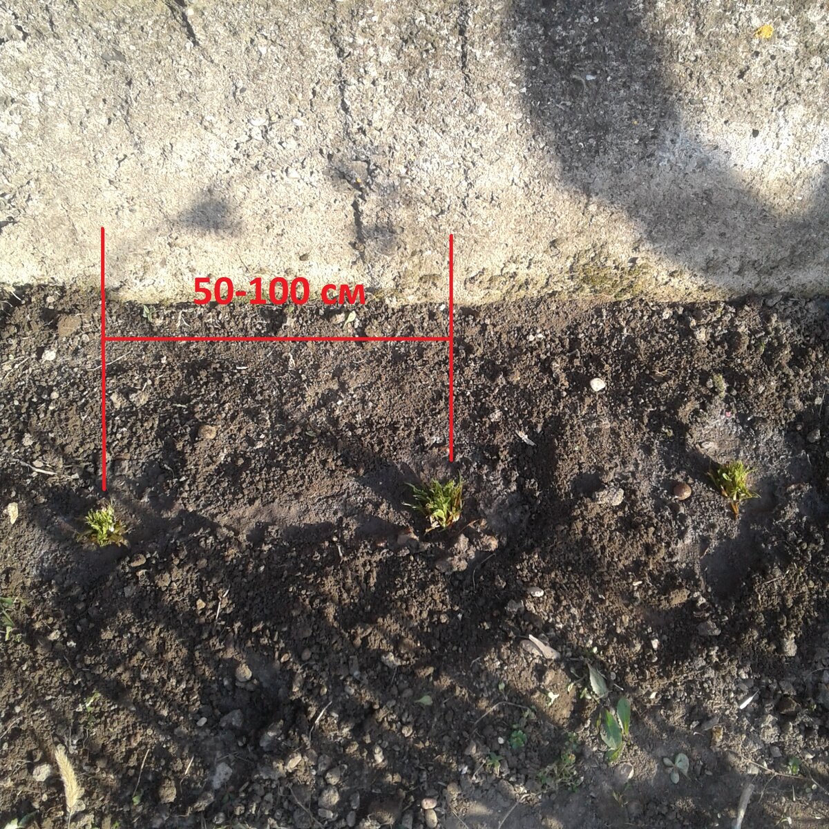 Расстояние между двумя корнями должно быть не менее пятидесяти сантиметров, так как листья  большие и их много