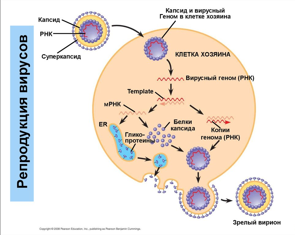 Воспроизводство генома это. Репродуктивный процесс у вирусов кратко. Жизненный цикл РНК содержащих вирусов. Вирусная репликация.