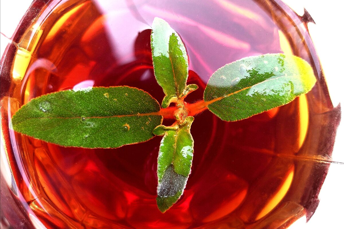 Узнали травку в чае? Здесь ее зовут маримия