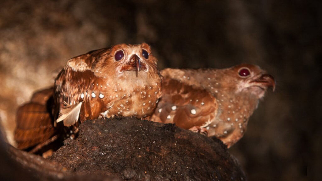 Не переживай, чувак, на самоизоляции они станут ещё жирнее нас. 