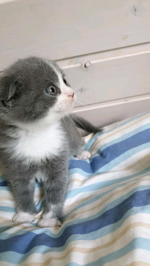 Один из котят