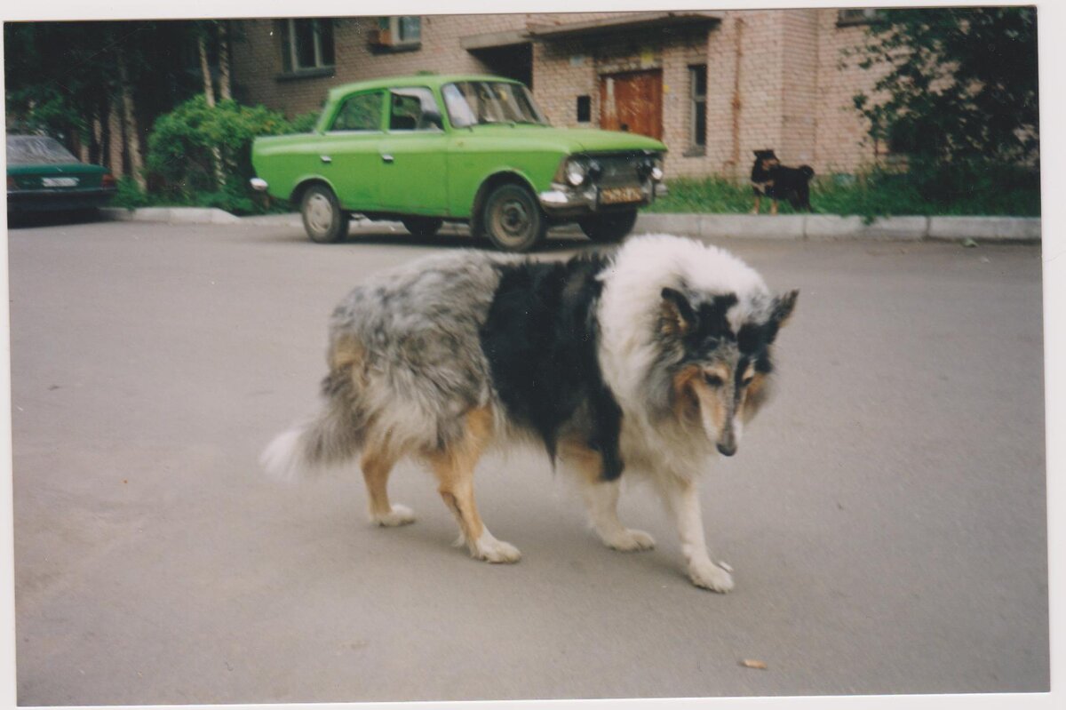 А вот то чудо, найденное на улице, о котором  эта история. 