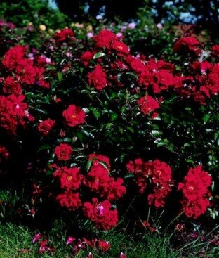 Красные розы лучшие сорта цветов описание кустов с черно-красными темно-красными и красно-белыми цветками 48 фото
