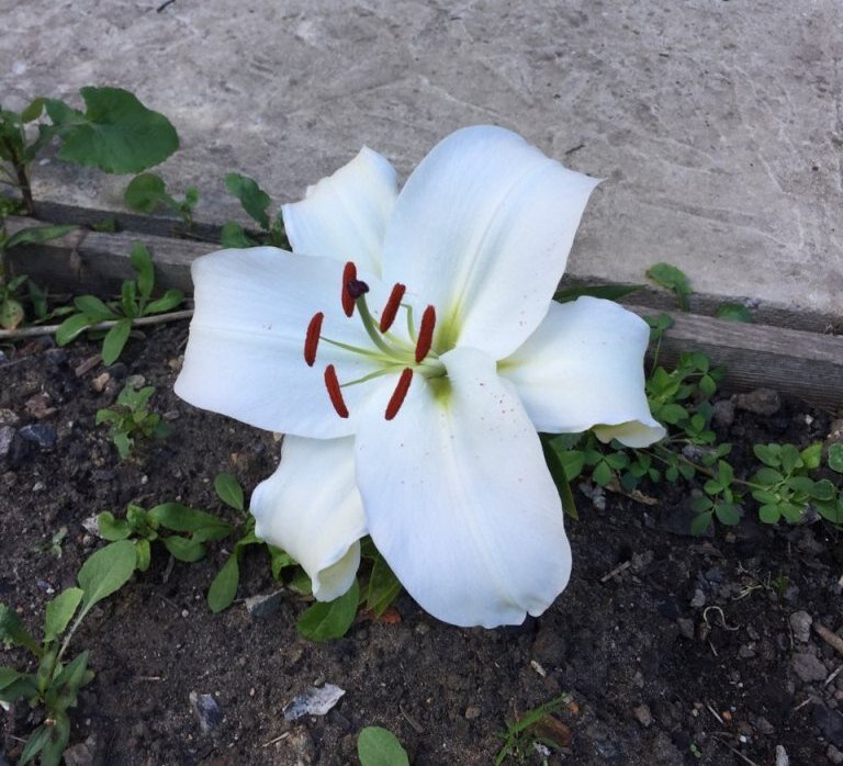 азиатская лилия