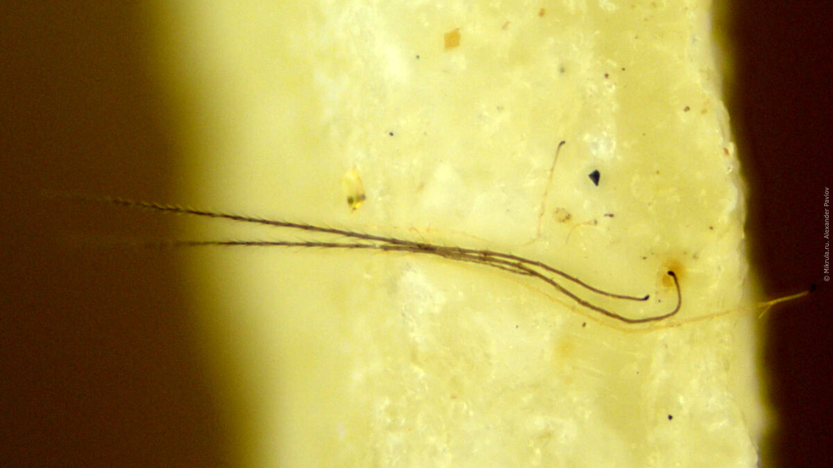 Как выглядит мед под микроскопом Freeze fraction of a Coffee bean showing the content of the cells. Scanning Elec