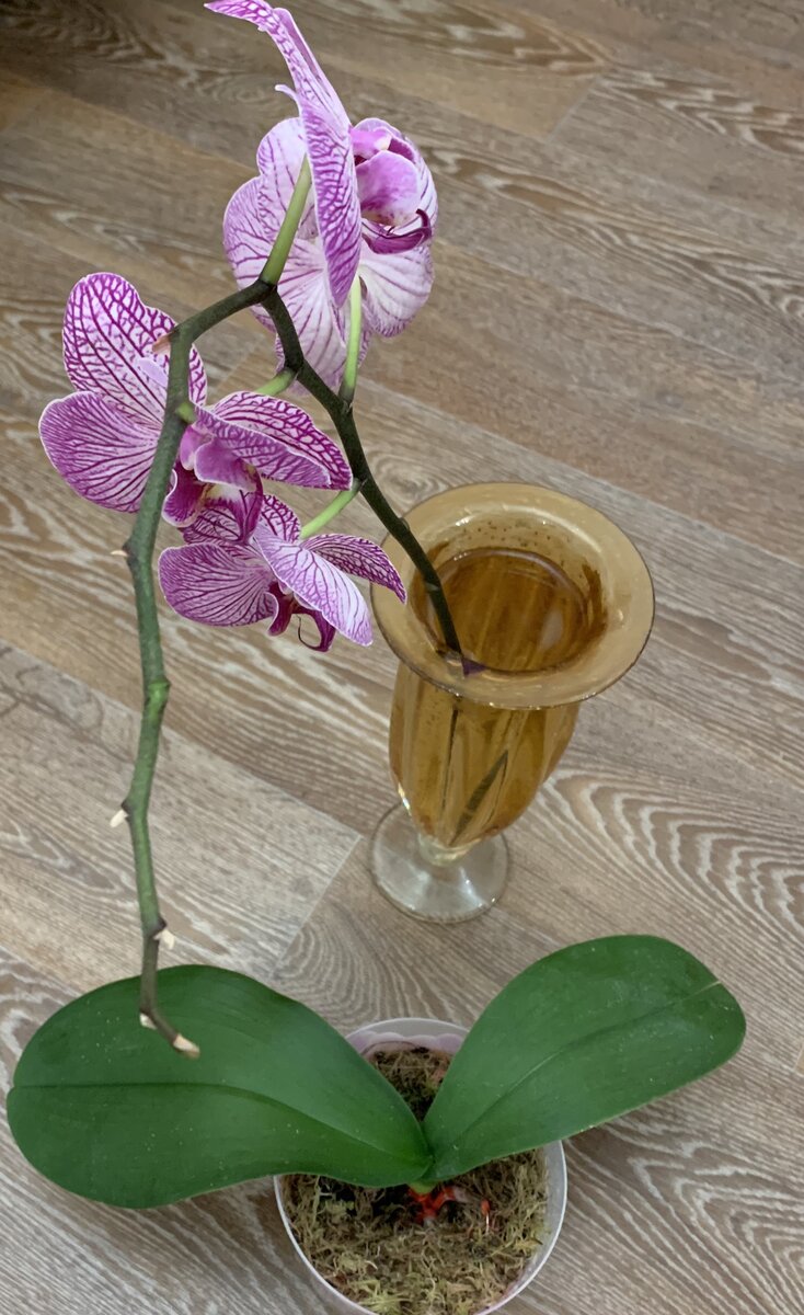 Последствия устранения гнили с растения. Цветонос переехал в вазу,  а орхидея на реанимацию.  Личный архив