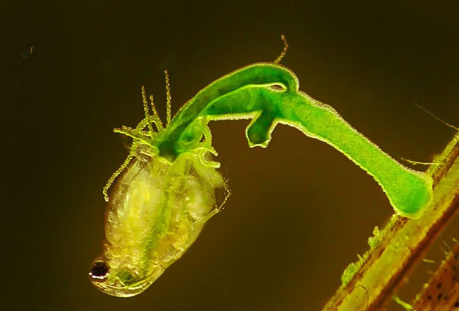 Фото: Гидра поймала маленького рачка - дафнию