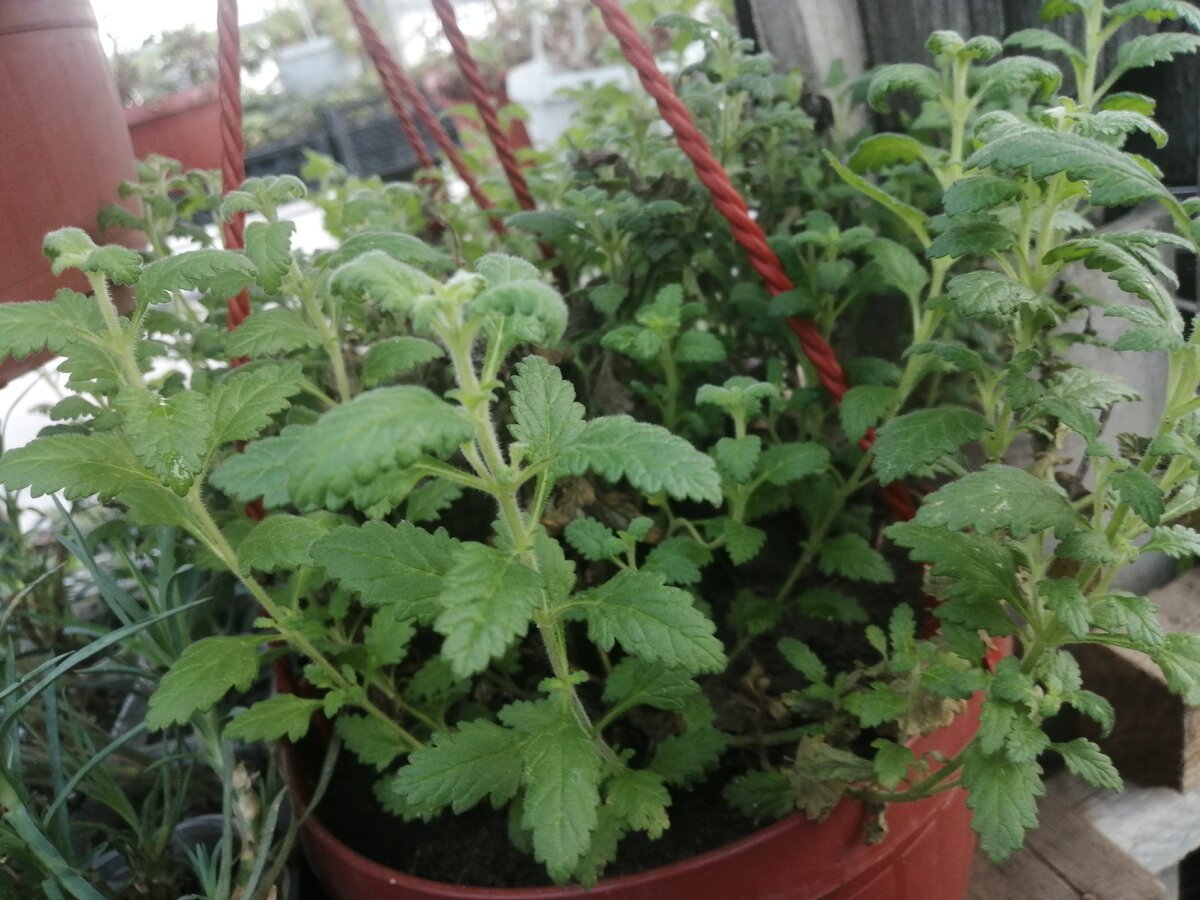 Персиковая вербена ампельная