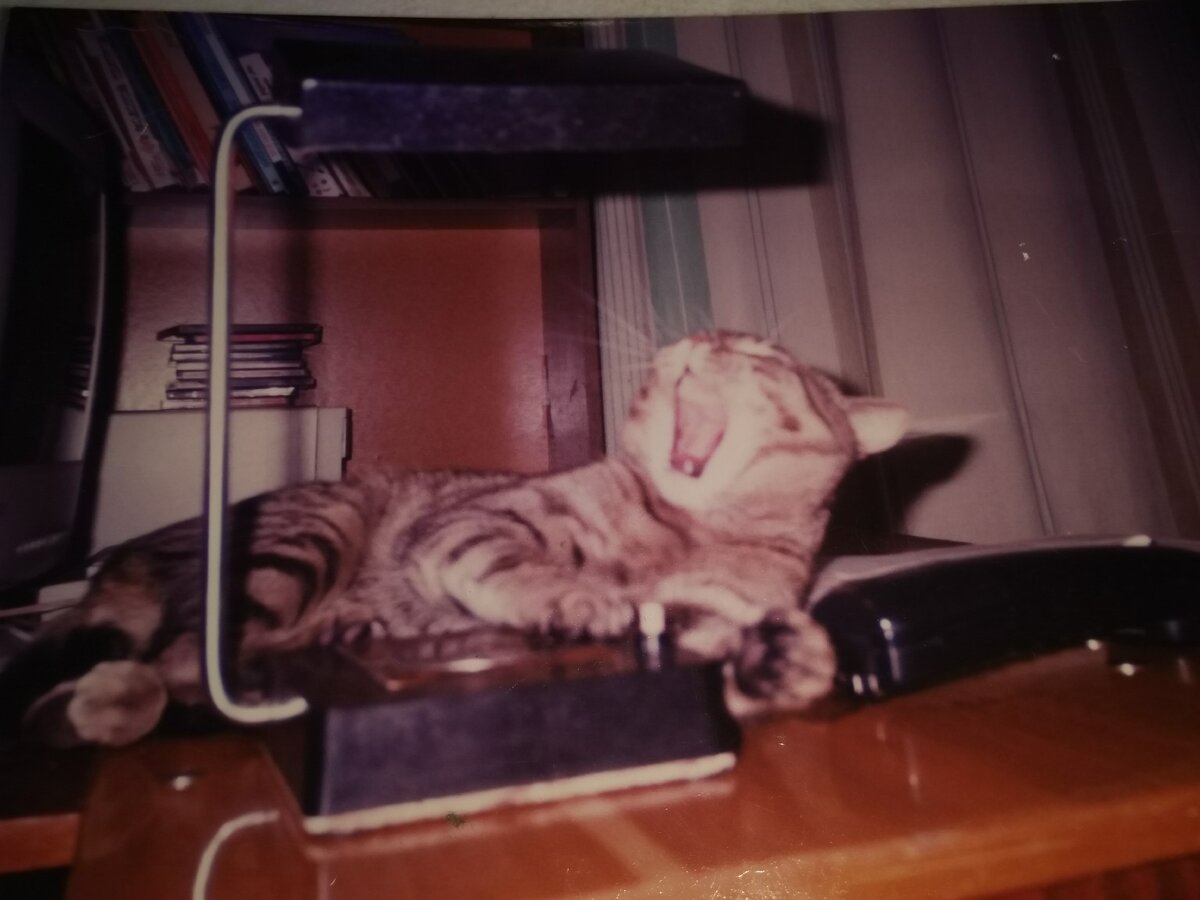 Фото автора. Кот был на стороне мужа и долго не отдавал лампу, устроив под ней солярий