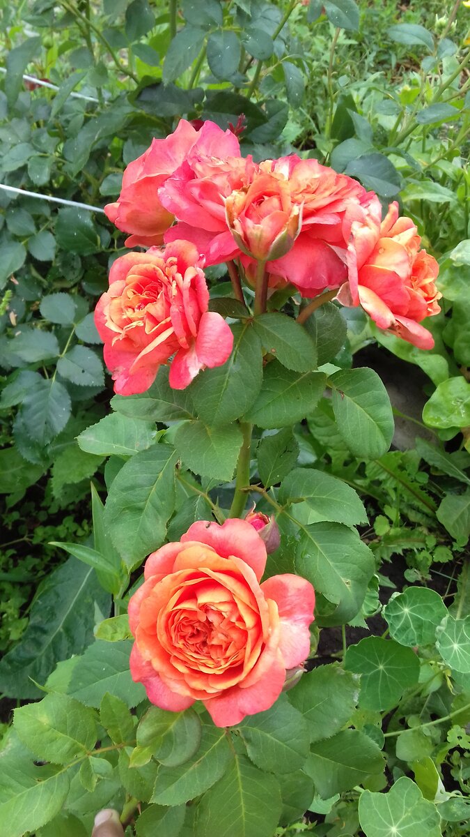 Эмильен Гийо Emilien Guillot. 