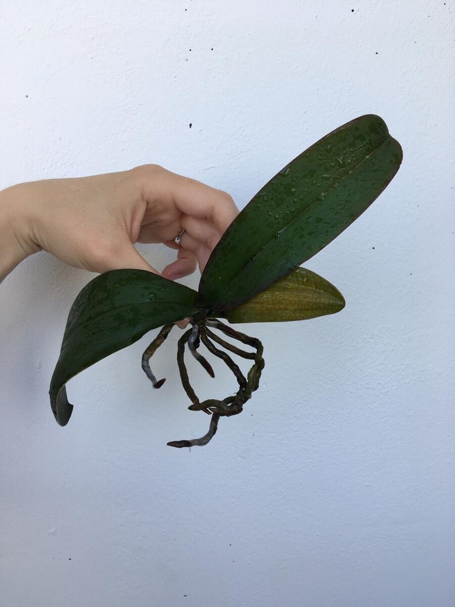 Вот она красотка