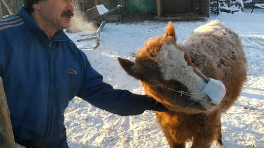 НОВОГОДНИЕ КУПЛЕТЫ