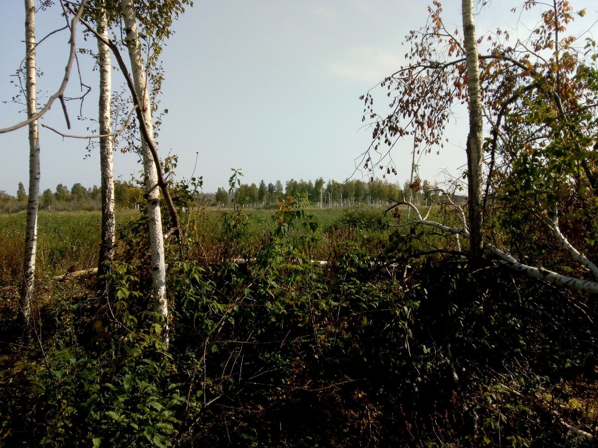 Болото цепко держит жертву. К примеру, провалился какой-нибудь субъект в топкое болото, и оно, это болото, десятки веков может сохранять в своих донных отложениях, как в консервной банке, не только косточки, но и кожу, одежду и башмаки, сохранить на лице бедолаги испуганное выражение. 