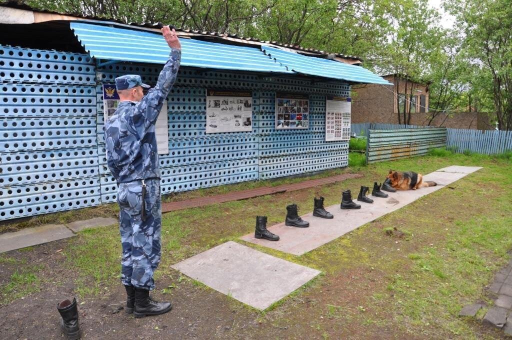 Собака обнаружила и обозначила искомый запах