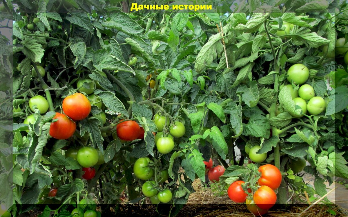 https://vk.com/photo-159774511_457248597