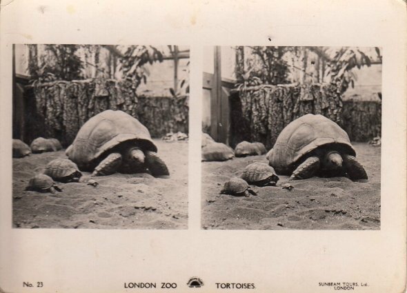 "London Zoo. Tortoises", J. Dearden Holmes, 1920's