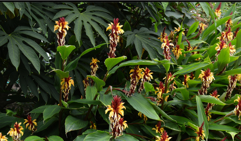  Cautleya spicata Robusta