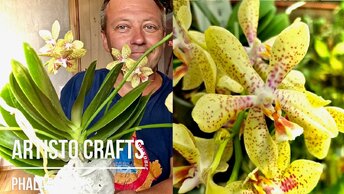 новые ОРХИДЕИ распаковка посылки и обзор БОМБИЧЕСКАЯ орхидея