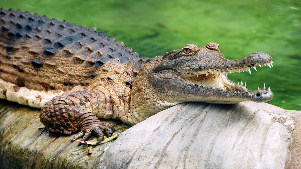 Австралийский крокодил Джонсона: Crocodylus johnsoni — особенности, образ жизни и распространение