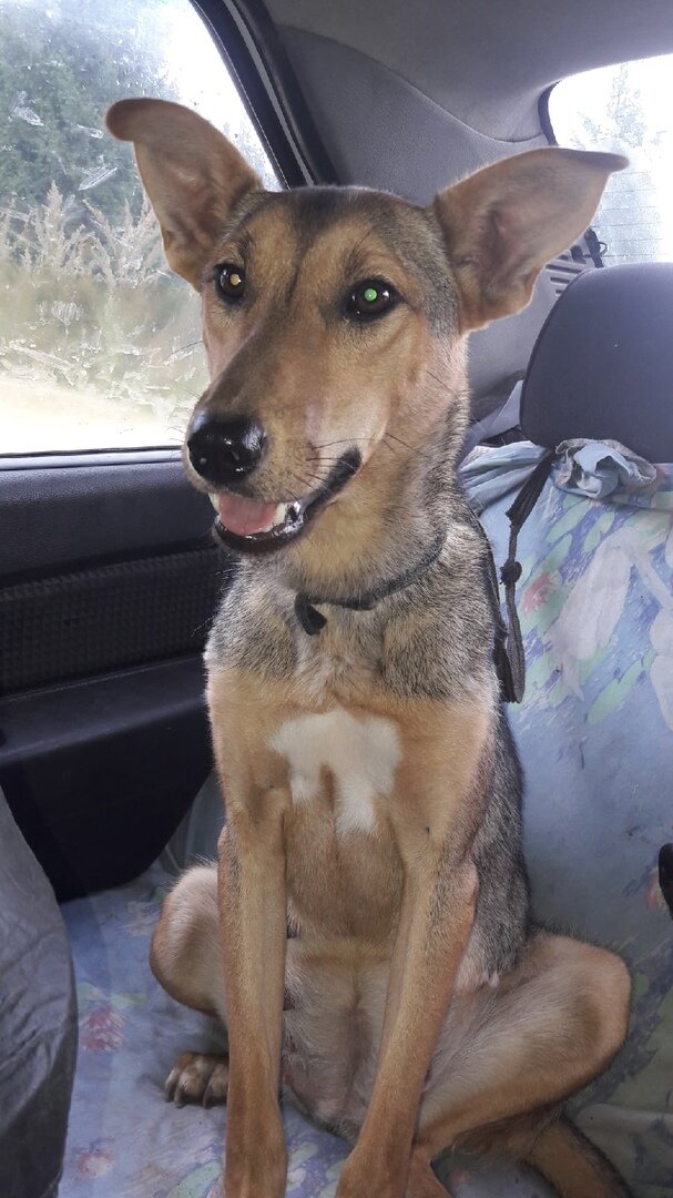 фото в машине когда Руся ехала на стерилизацию 