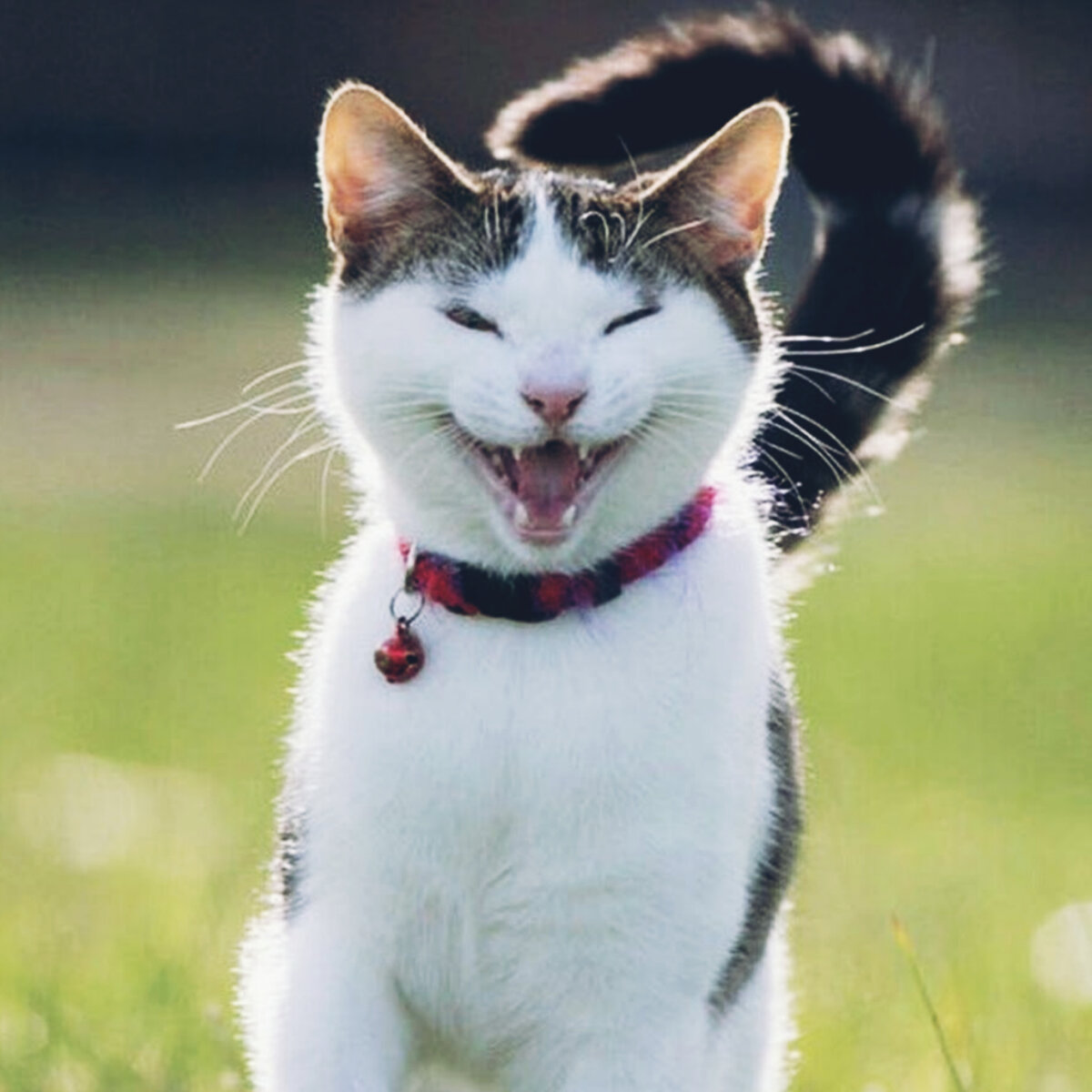 Радостный котик