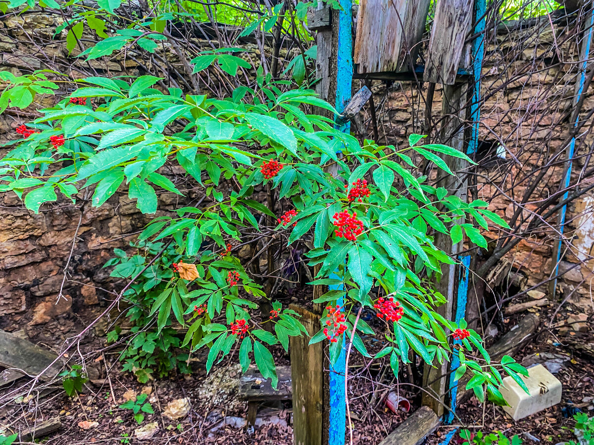 Заброшенный дом в зарослях в вымирающем селе. Зашли внутрь, чтобы ...