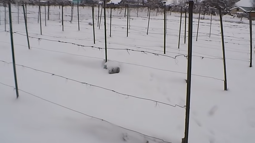 Виноградник под снежным покровом 
