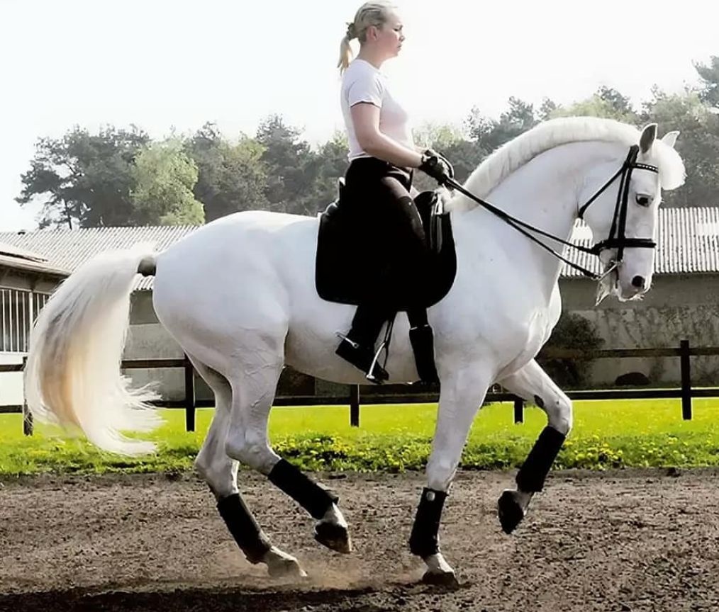 Орловский рысак Балагур выполняет элементы выездки под своей всадницей Александрой Кореловой. Изображение взято из открытых источников в интернете. 